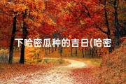 下哈密瓜种的吉日(哈密瓜种植吉日：丰收在望，好运连连)