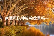 家里可以种松柏盆景吗—家中种植松柏风水宜忌解析