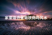家里适合盆栽铁树吗风水好吗