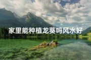 家里能种植龙葵吗风水好吗、《龙葵风水：家中种植龙葵的吉凶解析》
