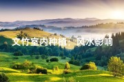 文竹室内种植：风水影响揭秘