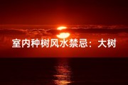 室内种树风水禁忌：大树适宜吗？