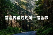 宿舍养鱼违规吗—宿舍养鱼风水：鱼跃龙门，运势旺旺