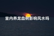 室内养龙血树影响风水吗