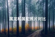 属龙和属蛇照片对比