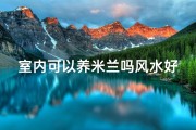 室内可以养米兰吗风水好吗