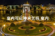 室内可以种米兰吗,室内种米兰风水佳，家居风水新选择
