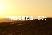 带刺围墙植物图片名字;带刺围栏影响风水？揭秘家居安全与风水的微妙关系