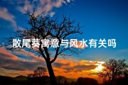 散尾葵寓意与风水有关吗,散尾葵的寓意和花语