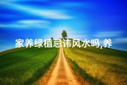 家养绿植忌讳风水吗,养家里的绿植