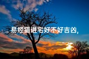 易经猫进宅好不好吉凶,猫进宅有什么预兆风水