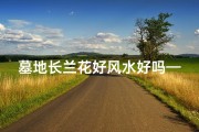 墓地长兰花好风水好吗—墓地兰花盛开风水佳