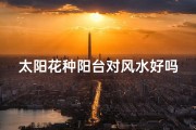 太阳花种阳台对风水好吗？;《种植太阳花，风水旺家好运来》