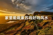家里能栽紫苏吗好吗风水讲究—紫苏风水：家里栽种紫苏好吗？