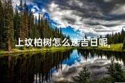 上坟柏树怎么选吉日呢,《选吉日植树坟柏：传统习俗的智慧传承》