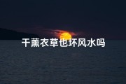 干薰衣草也坏风水吗