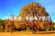午后奇遇：车前兔子掠过，吉凶如何？