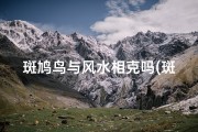 斑鸠鸟与风水相克吗(斑鸠鸟好吗)