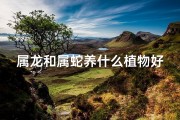 属龙和属蛇养什么植物好