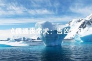 《偶遇丧命犬：吉凶之谜揭晓》
