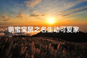 萌宝宝鼠之名生动可爱家庭新宠