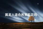 属龙人适合养茉莉花吗-属龙的适合养的花