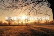 室内能种芦苇吗风水好吗—院里种芦苇好吗