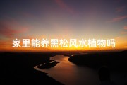 家里能养黑松风水植物吗、家里养黑松风水好吗