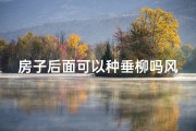 房子后面可以种垂柳吗风水-房子后种垂柳风水宜忌解析
