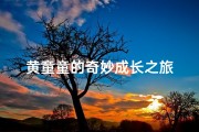 黄童童的奇妙成长之旅