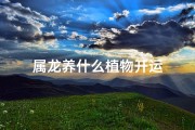 属龙养什么植物开运