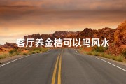 客厅养金桔可以吗风水