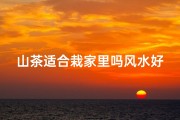 山茶适合栽家里吗风水好吗