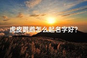 虎皮鹦鹉怎么起名字好？,《虎皮鹦鹉小孩儿：如何为可爱宝宝起名》