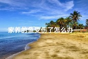 家养的鱼受伤了怎么办—风水鱼受伤能扔掉吗？风水禁忌解析