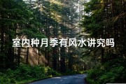 室内种月季有风水讲究吗—室内养月季，风水禁忌知多少？