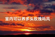 室内可以养多头玫瑰吗风水、室内多头玫瑰风水布局：宜养多朵旺运玫瑰