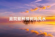 庭院能种榉树吗风水