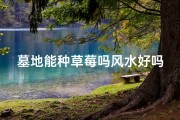 墓地能种草莓吗风水好吗