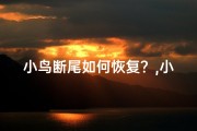 小鸟断尾如何恢复？,小鸟断吉凶：一羽羽毛定命运