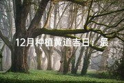 12月种植黄道吉日：最佳播种时机揭晓