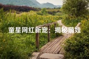 童星网红新宠：揭秘萌娃起名背后的秘密