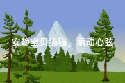 安静宝贝猫猫，萌动心弦的名字好听吗？