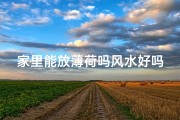 家里能放薄荷吗风水好吗