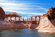 天蝎座适合白百合花吗