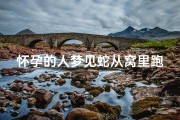 怀孕的人梦见蛇从窝里跑了,孕初期梦到蛇进窝