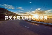 梦见小鸡飞到自己的胳膊上好不-梦见鸡飞到自己肩膀上