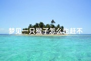 梦见一只猴子怎么也赶不走(梦到一只猴子一直粘着我)
