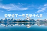 梦见偷了一兜花菜什么意思—梦到偷花菜