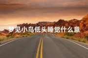 梦见小鸟低头睡觉什么意思;梦到小鸟睡觉